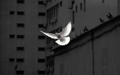 What’s “Prophetic Peace”?