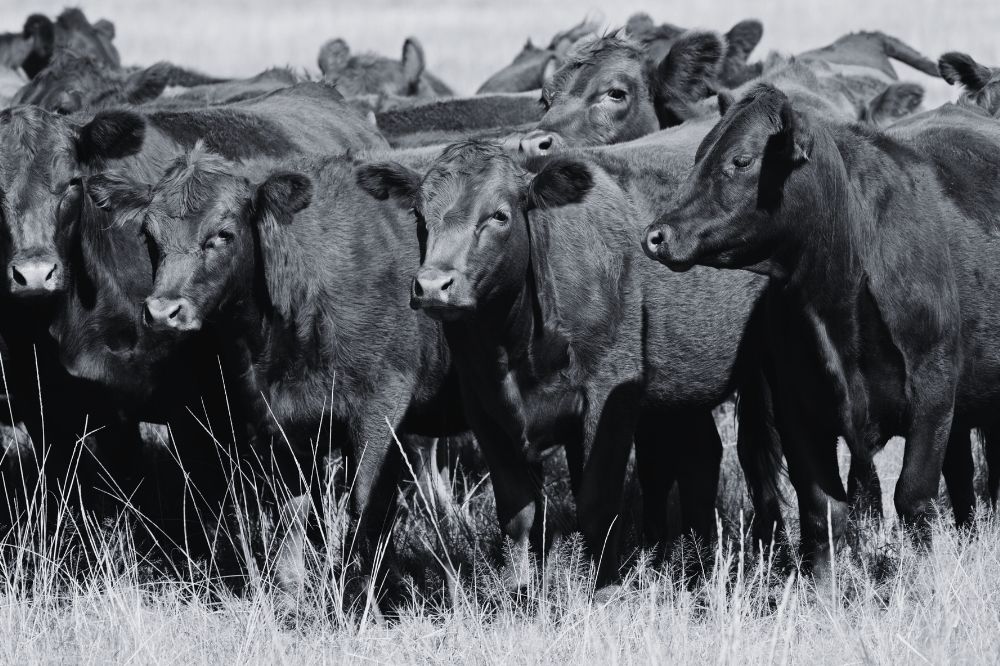 The Red Heifers, the Third Temple, and the Rapture